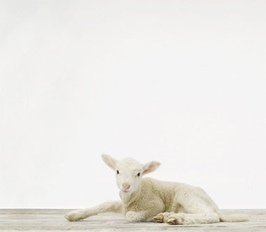 RightousnessLamb